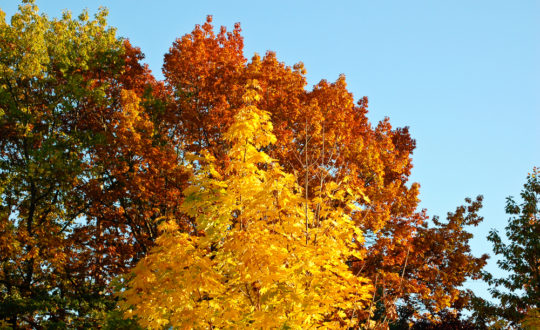 Glamping in de herfstvakantie!