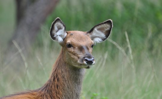 Glamping Veluwe