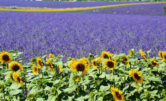 Glamping Provence