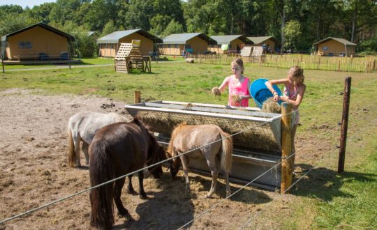 De Bosrand - Glamping.nl