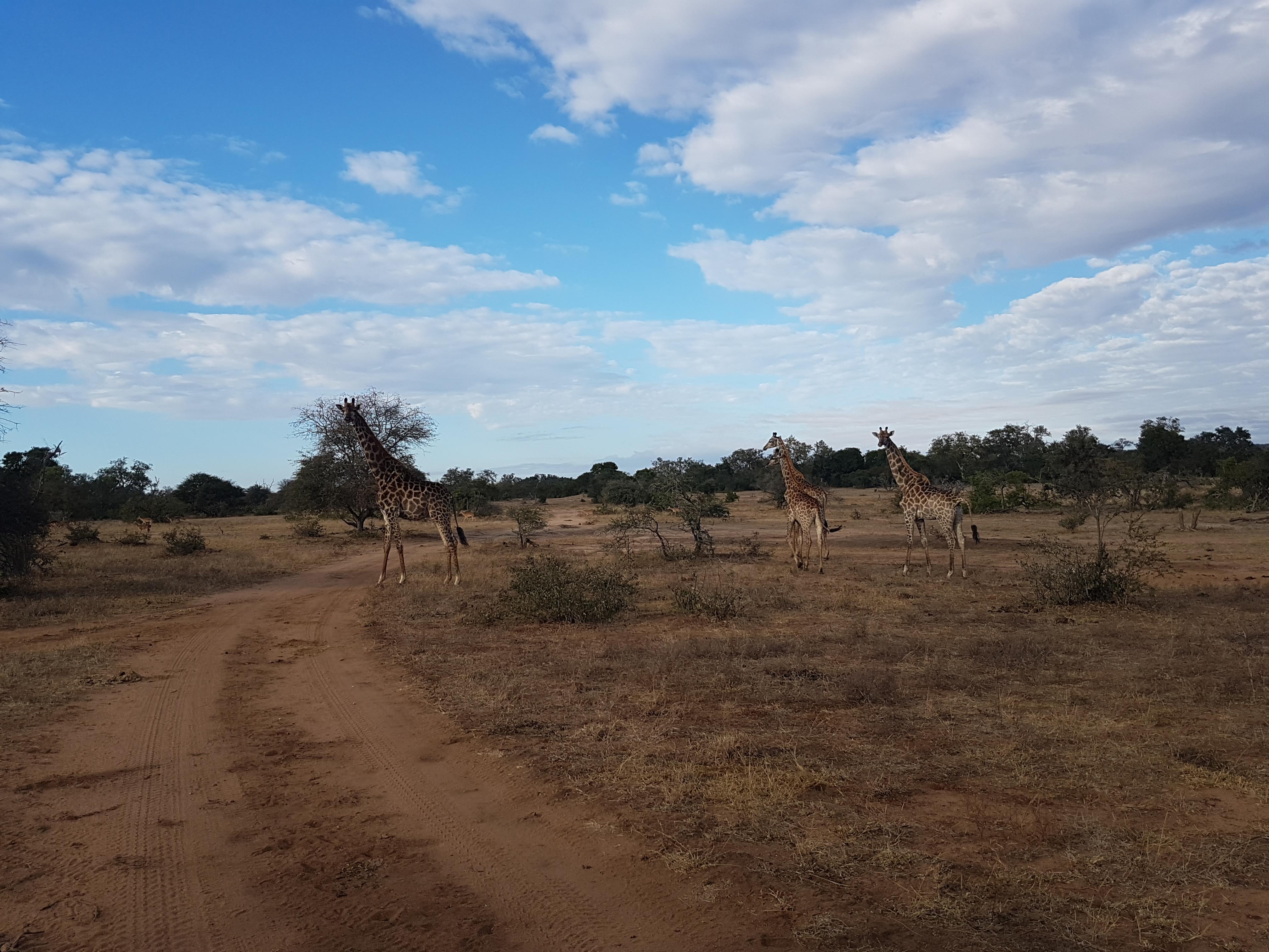 giraffes Glamping Zuid-Afrika