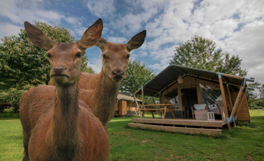 Camping- & Hertenboerderij De Weerd - Glamping.nl