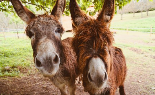 Ontspannen op het platteland bij Boerderij De Kleine Wildenberg