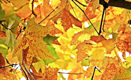 Glampen in een boomhut in de herfstvakantie