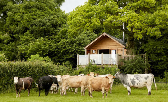 Oakdown Treehouse - Glamping.nl