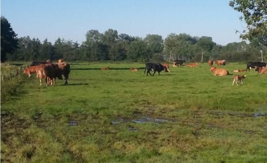 Natuurhuisje in Ruinerwold - Glamping.nl