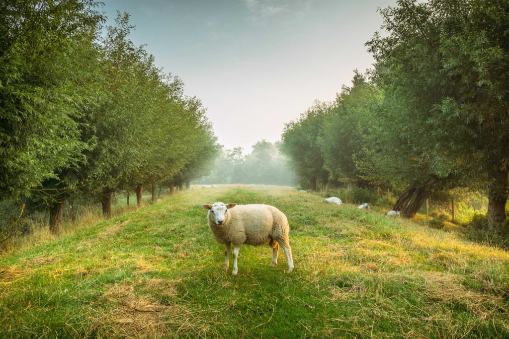 Glampen tussen de dieren
