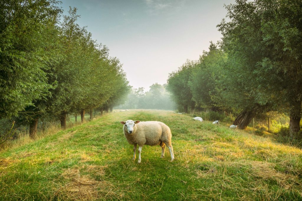 Glampen tussen de dieren 