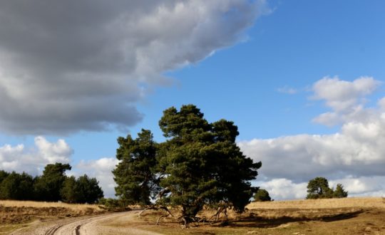 Verrijk je glampingervaring bij Resort De Wije Werelt