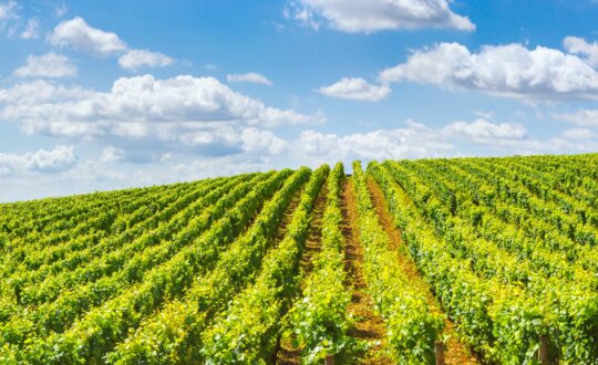 Vakantie in de wijnstreek Beaujolais