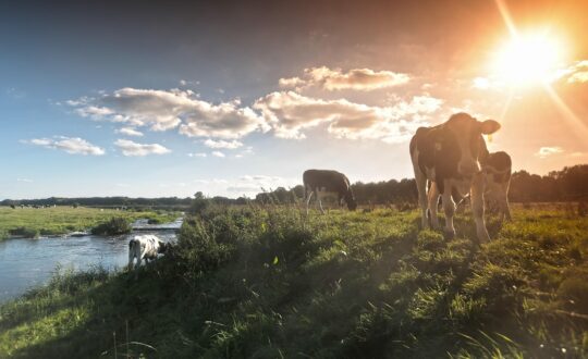Glamping in Nederland: mijn favorieten
