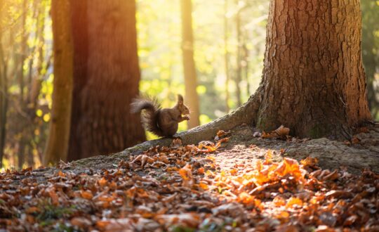 Herfstvakantie